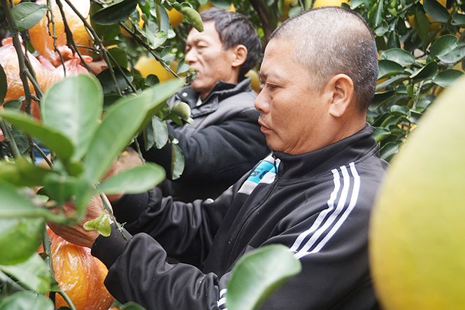 Cặp quất lục bình khủng giá hàng chục triệu ở Hà Nội